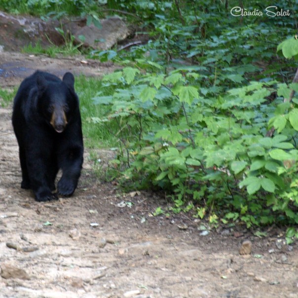 L'ós negre, el més petit de les espècies d'óssos del Canadà.